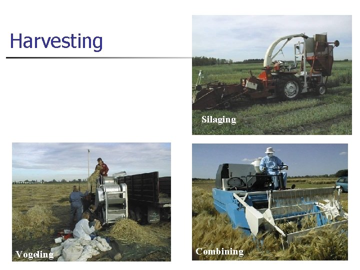 Harvesting Silaging Vogeling Combining 