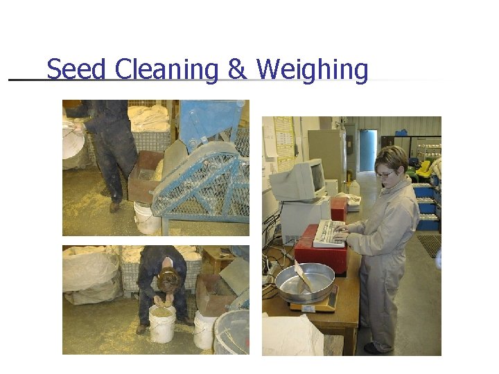 Seed Cleaning & Weighing 