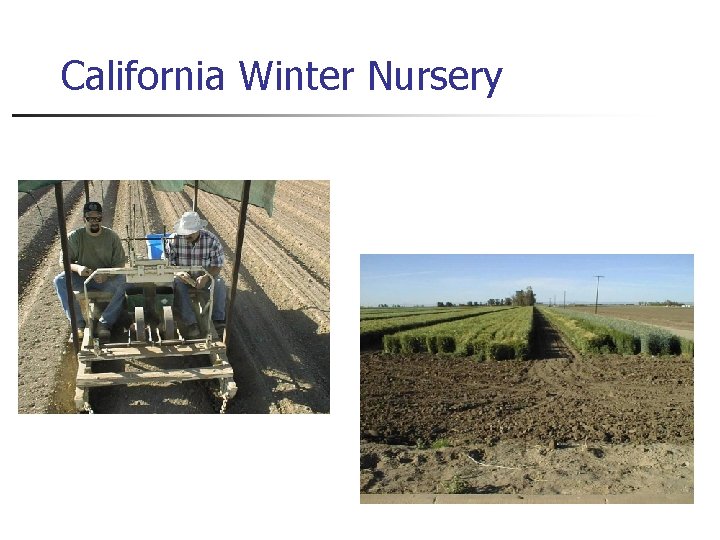 California Winter Nursery 