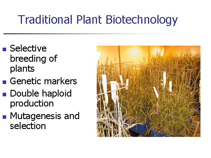 Traditional Plant Biotechnology n n Selective breeding of plants Genetic markers Double haploid production