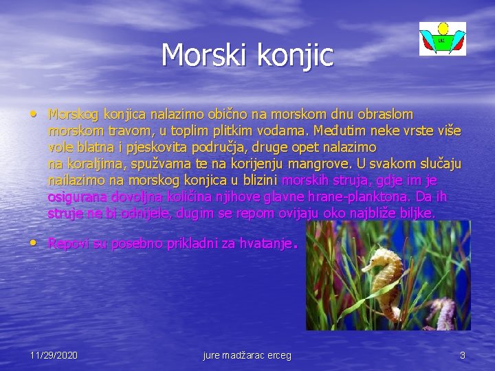 Morski konjic • Morskog konjica nalazimo obično na morskom dnu obraslom morskom travom, u