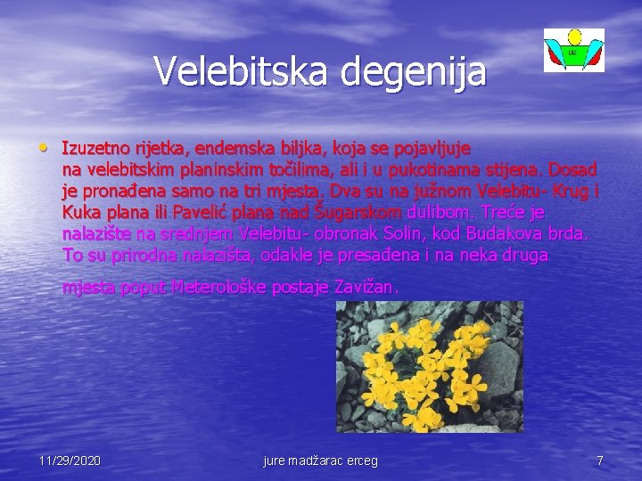 Velebitska degenija • Izuzetno rijetka, endemska biljka, koja se pojavljuje na velebitskim planinskim točilima,