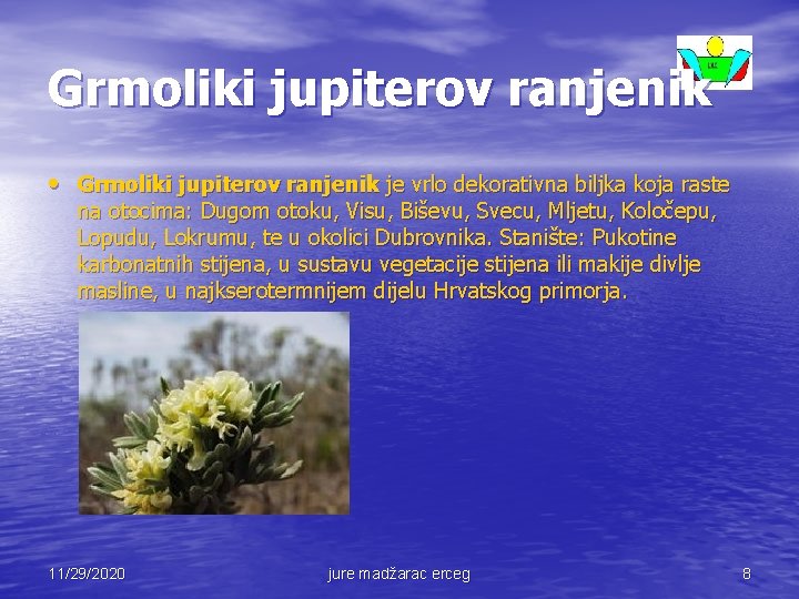 Grmoliki jupiterov ranjenik • Grmoliki jupiterov ranjenik je vrlo dekorativna biljka koja raste na