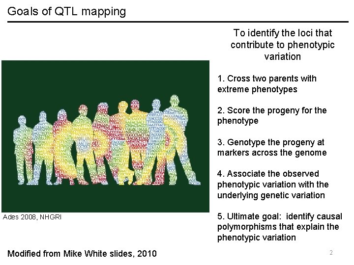 Goals of QTL mapping To identify the loci that contribute to phenotypic variation 1.