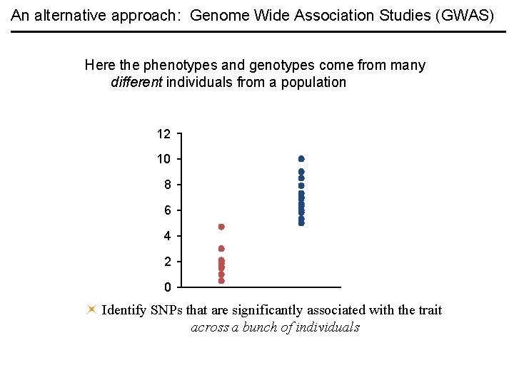 An alternative approach: Genome Wide Association Studies (GWAS) Here the phenotypes and genotypes come