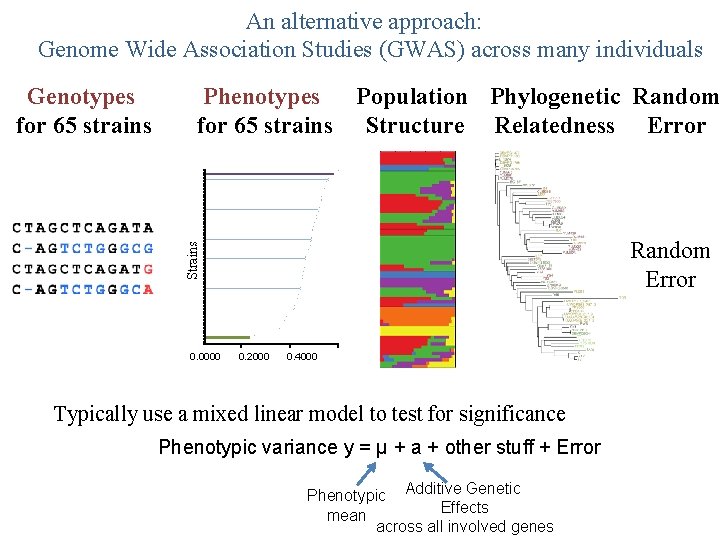 An alternative approach: Genome Wide Association Studies (GWAS) across many individuals Phenotypes Population Phylogenetic