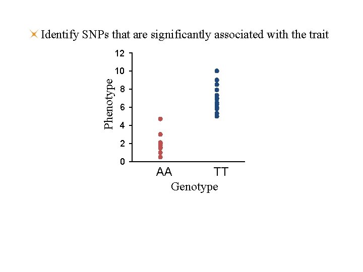Identify SNPs that are significantly associated with the trait 12 Phenotype 10 8 6