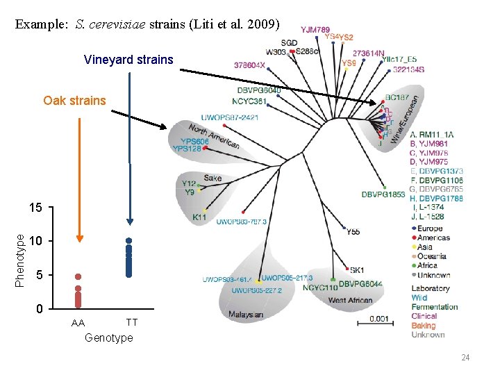 Example: S. cerevisiae strains (Liti et al. 2009) Vineyard strains Oak strains Phenotype 15