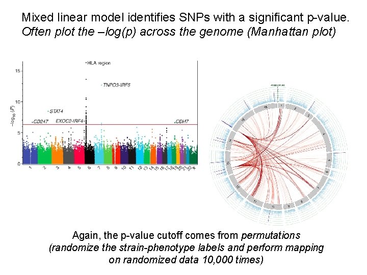 Mixed linear model identifies SNPs with a significant p-value. Often plot the –log(p) across