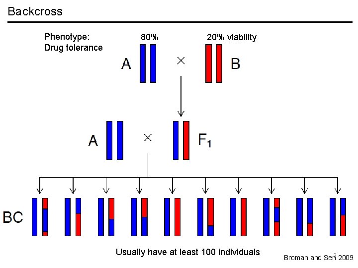 Backcross Phenotype: Drug tolerance 80% 20% viability Usually have at least 100 individuals Broman