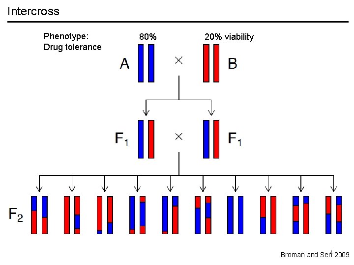 Intercross Phenotype: Drug tolerance 80% 20% viability Broman and Sen 4 2009 