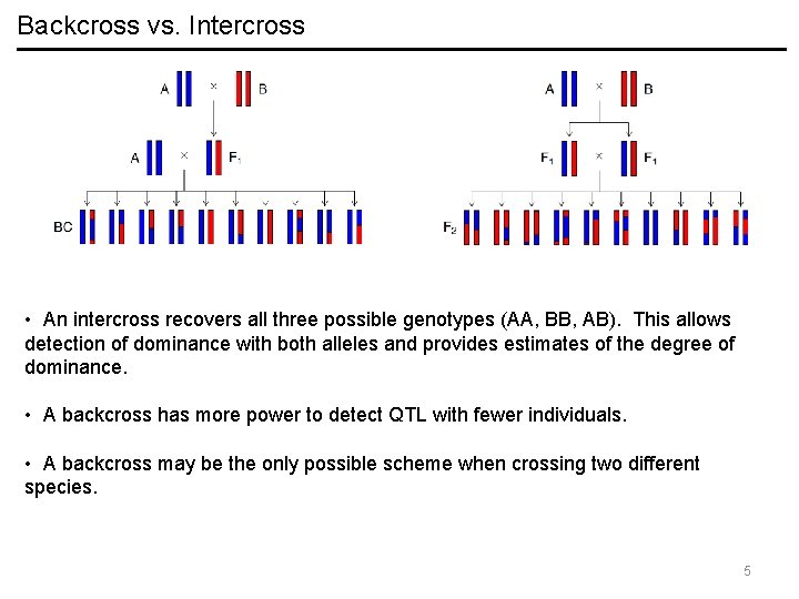 Backcross vs. Intercross • An intercross recovers all three possible genotypes (AA, BB, AB).