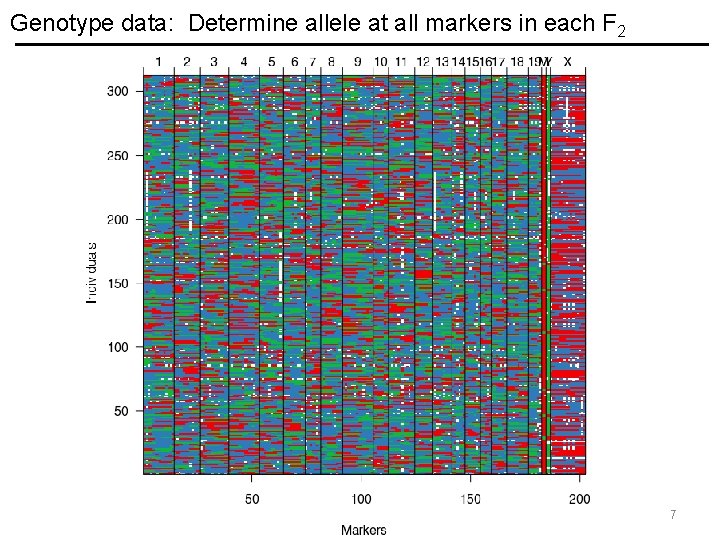 Genotype data: Determine allele at all markers in each F 2 7 