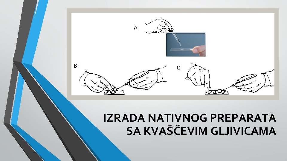 IZRADA NATIVNOG PREPARATA SA KVAŠČEVIM GLJIVICAMA 