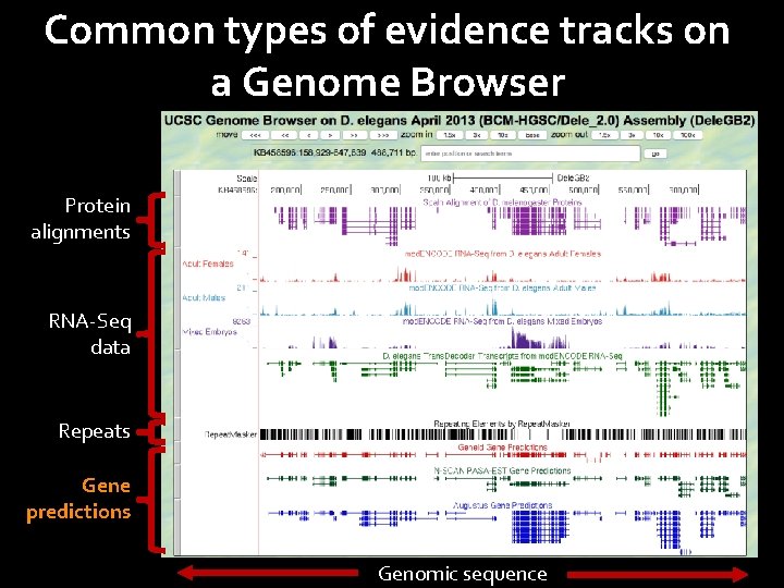 Common types of evidence tracks on a Genome Browser Protein alignments RNA-Seq data Repeats