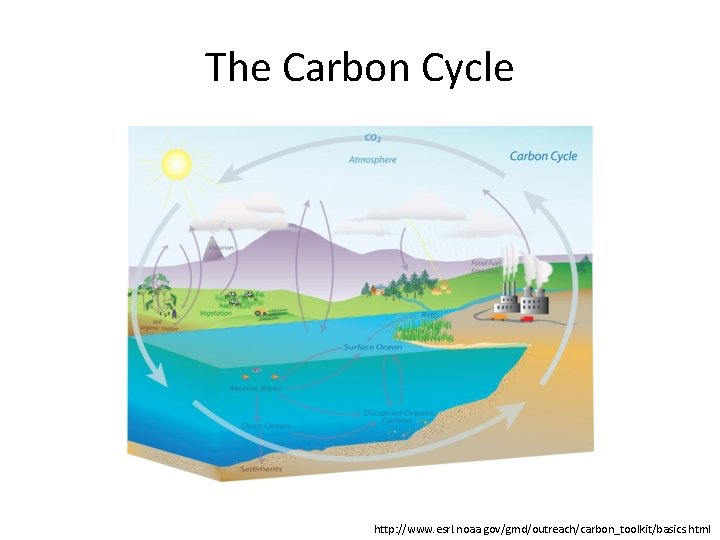 The Carbon Cycle http: //www. esrl. noaa. gov/gmd/outreach/carbon_toolkit/basics. html 