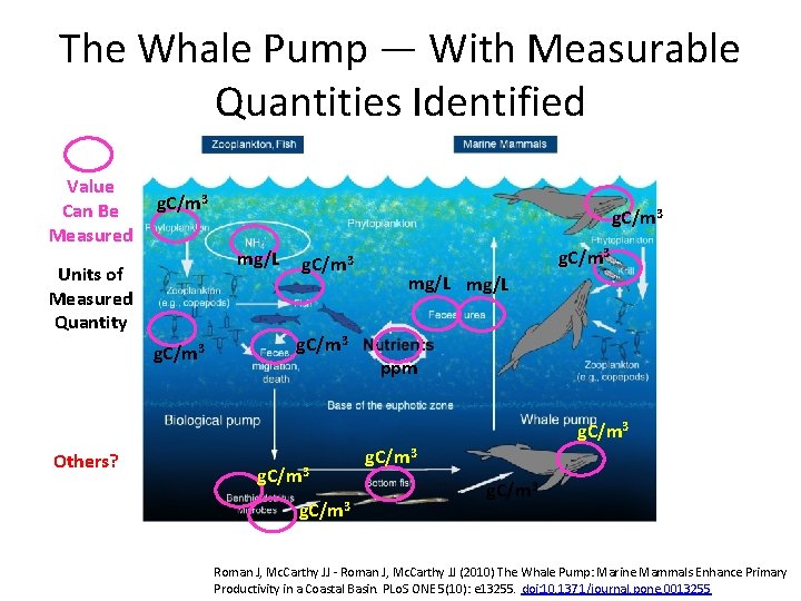 The Whale Pump — With Measurable Quantities Identified Value Can Be Measured g. C/m