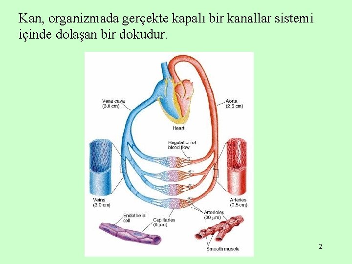 Kan, organizmada gerçekte kapalı bir kanallar sistemi içinde dolaşan bir dokudur. 2 