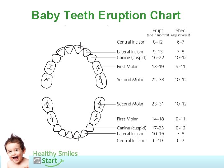 Baby Teeth Eruption Chart 