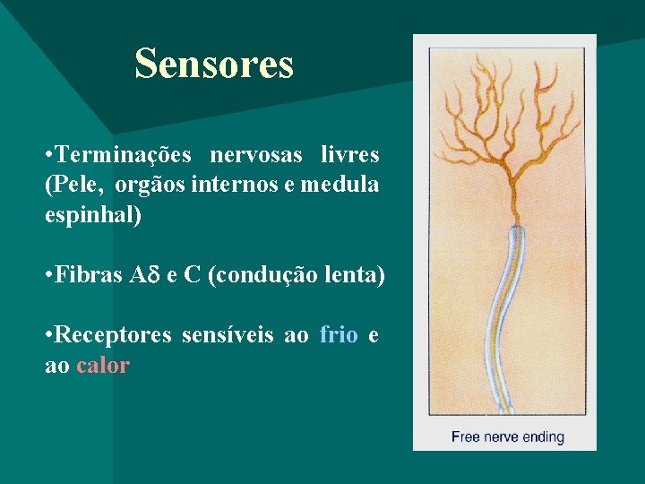 Sensores • Terminações nervosas livres (Pele, orgãos internos e medula espinhal) • Fibras A