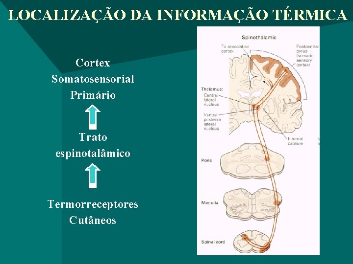 LOCALIZAÇÃO DA INFORMAÇÃO TÉRMICA Cortex Somatosensorial Primário Trato espinotalâmico Termorreceptores Cutâneos 