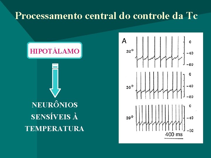 Processamento central do controle da Tc HIPOTÁLAMO NEURÔNIOS SENSÍVEIS À TEMPERATURA 