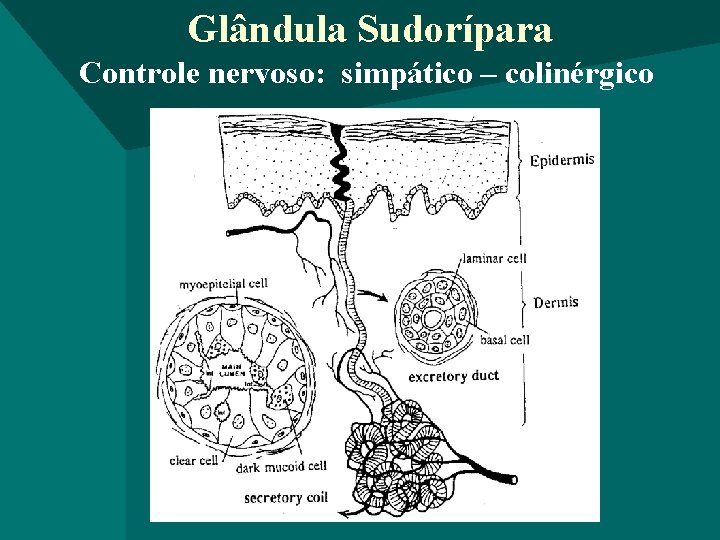 Glândula Sudorípara Controle nervoso: simpático – colinérgico 