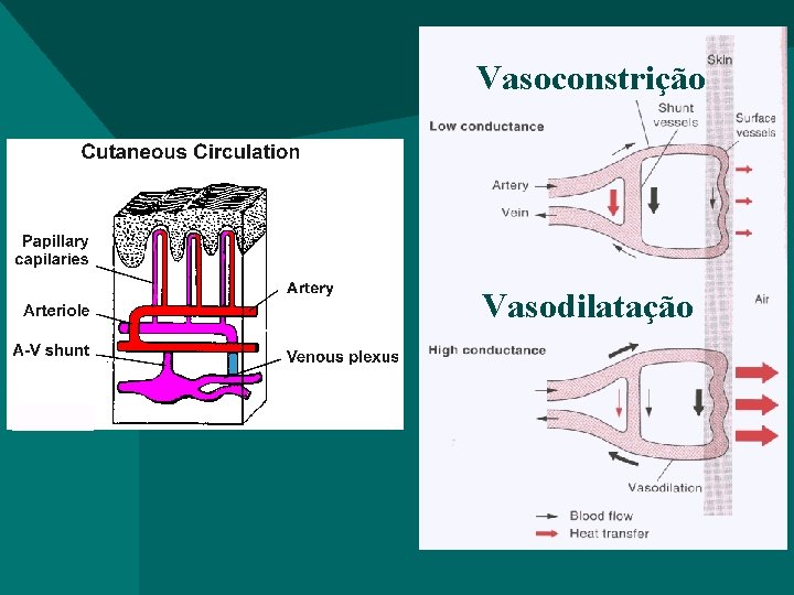 Vasoconstrição Vasodilatação 