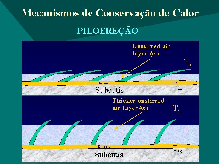 Mecanismos de Conservação de Calor PILOEREÇÃO 