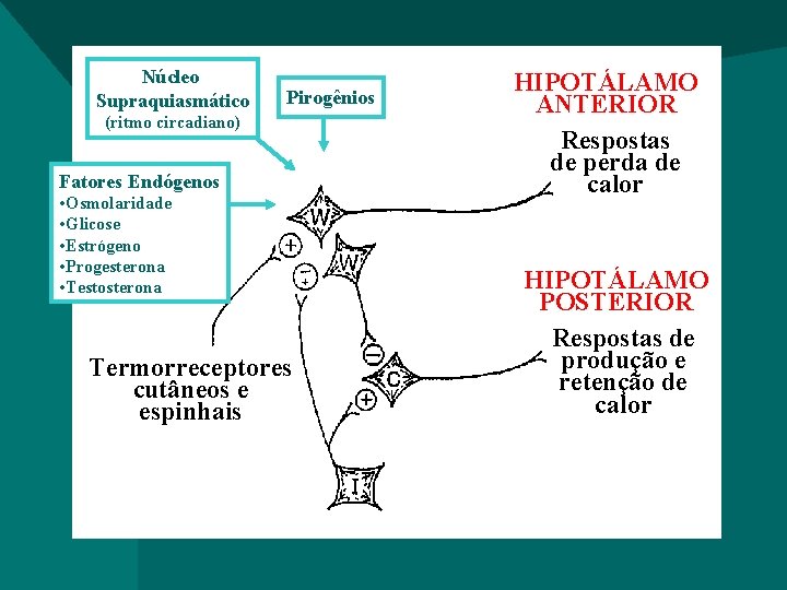 Núcleo Supraquiasmático Pirogênios (ritmo circadiano) Fatores Endógenos • Osmolaridade • Glicose • Estrógeno •