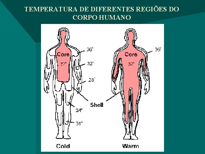 TEMPERATURA DE DIFERENTES REGIÕES DO CORPO HUMANO 