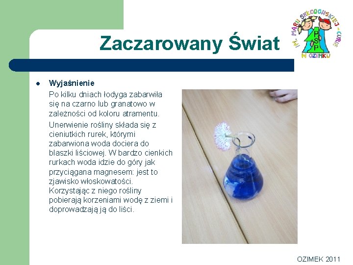 Zaczarowany Świat l Wyjaśnienie Po kilku dniach łodyga zabarwiła się na czarno lub granatowo