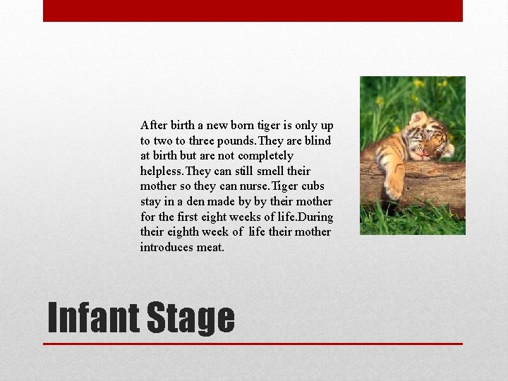 After birth a new born tiger is only up to two to three pounds.