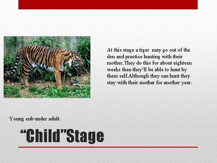 At this stage a tiger may go out of the den and practice hunting
