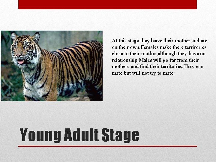 At this stage they leave their mother and are on their own. Females make