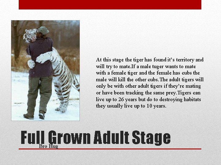 At this stage the tiger has found it’s territory and will try to mate.