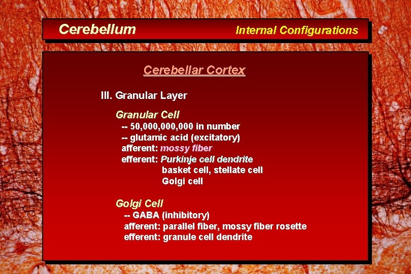 Cerebellum Internal Configurations Cerebellar Cortex III. Granular Layer Granular Cell -- 50, 000, 000