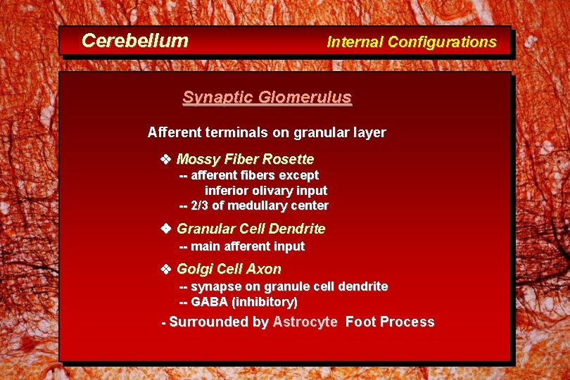 Cerebellum Internal Configurations Synaptic Glomerulus Afferent terminals on granular layer Mossy Fiber Rosette --