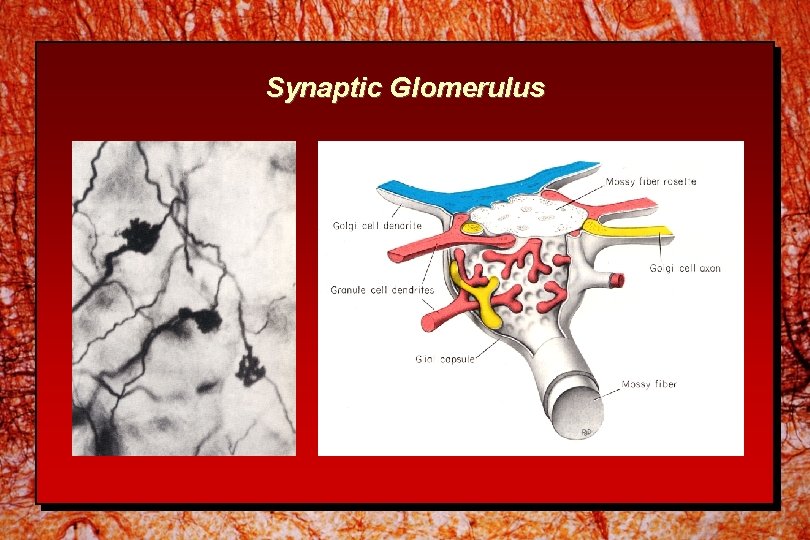 Synaptic Glomerulus 