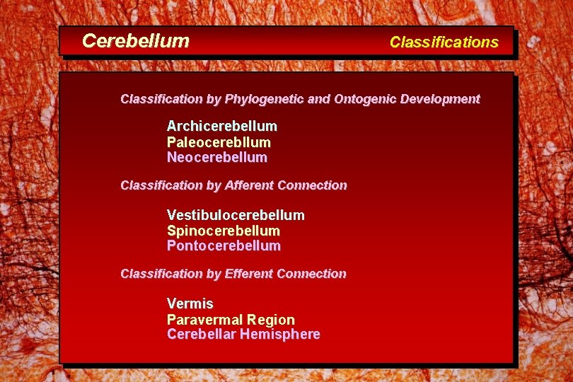 Cerebellum Classifications Classification by Phylogenetic and Ontogenic Development Archicerebellum Paleocerebllum Neocerebellum Classification by Afferent