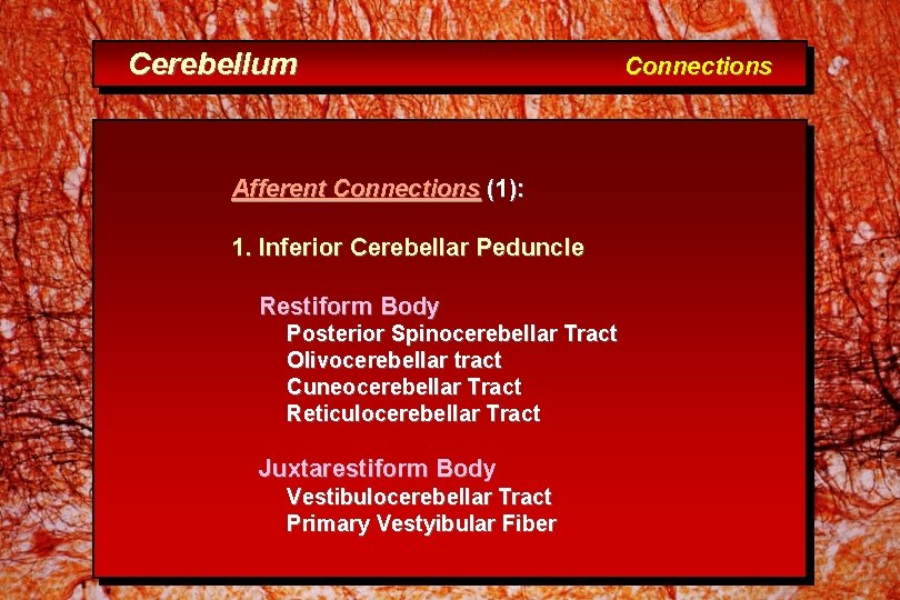 Cerebellum Afferent Connections (1): 1. Inferior Cerebellar Peduncle Restiform Body Posterior Spinocerebellar Tract Olivocerebellar