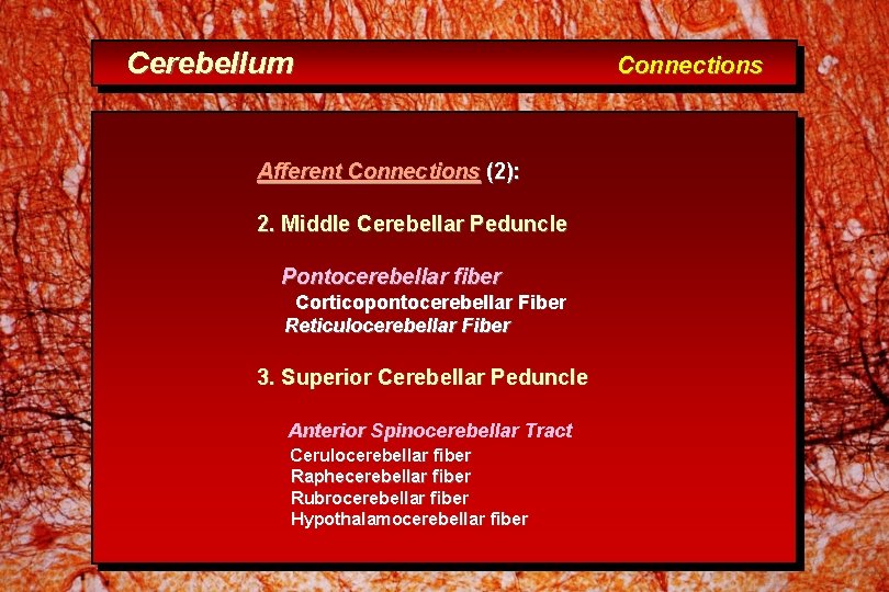 Cerebellum Afferent Connections (2): 2. Middle Cerebellar Peduncle Pontocerebellar fiber Corticopontocerebellar Fiber Reticulocerebellar Fiber