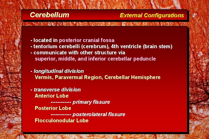 Cerebellum External Configurations - located in posterior cranial fossa - tentorium cerebelli (cerebrum), 4