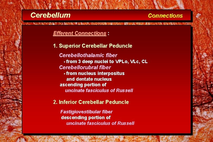Cerebellum Connections Efferent Connections : 1. Superior Cerebellar Peduncle Cerebellothalamic fiber - from 3