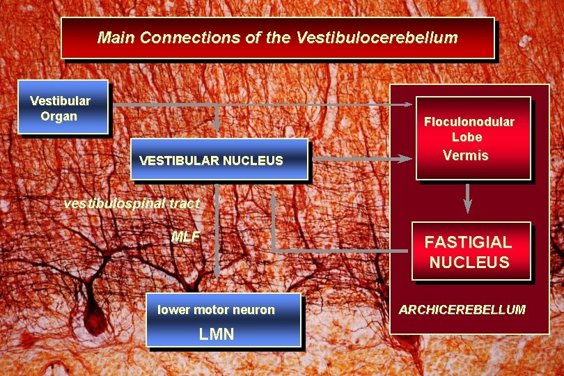 Main Connections of the Vestibulocerebellum Vestibular Organ Floculonodular Lobe VESTIBULAR NUCLEUS Vermis vestibulospinal tract