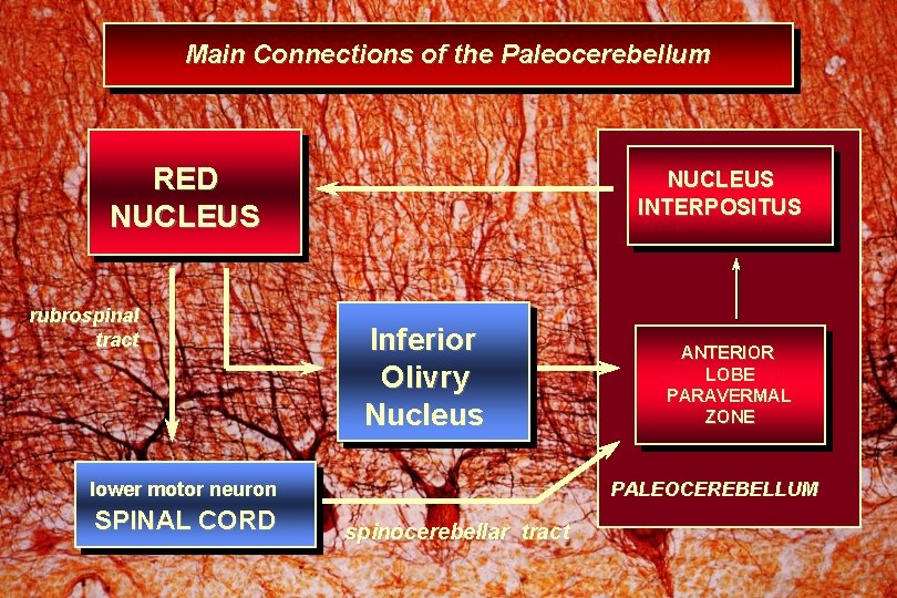 Main Connections of the Paleocerebellum RED NUCLEUS rubrospinal tract NUCLEUS INTERPOSITUS Inferior Olivry Nucleus