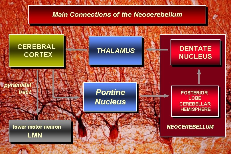 Main Connections of the Neocerebellum CEREBRAL CORTEX pyramidal tract lower motor neuron LMN THALAMUS