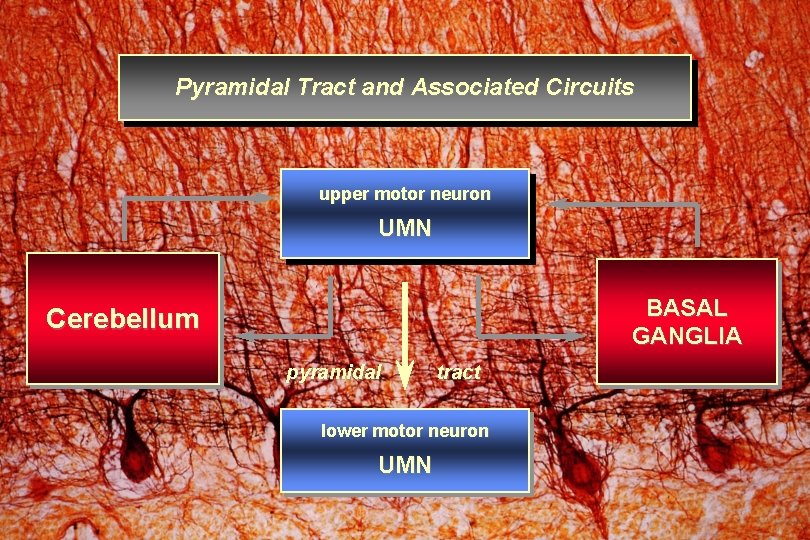Pyramidal Tract and Associated Circuits upper motor neuron UMN BASAL GANGLIA Cerebellum pyramidal tract