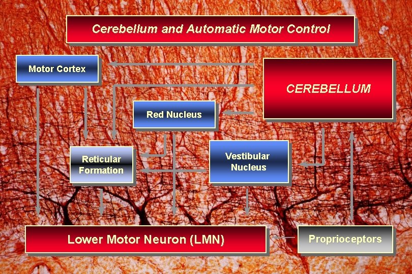 Cerebellum and Automatic Motor Control Motor Cortex CEREBELLUM Red Nucleus Reticular Formation Lower Motor