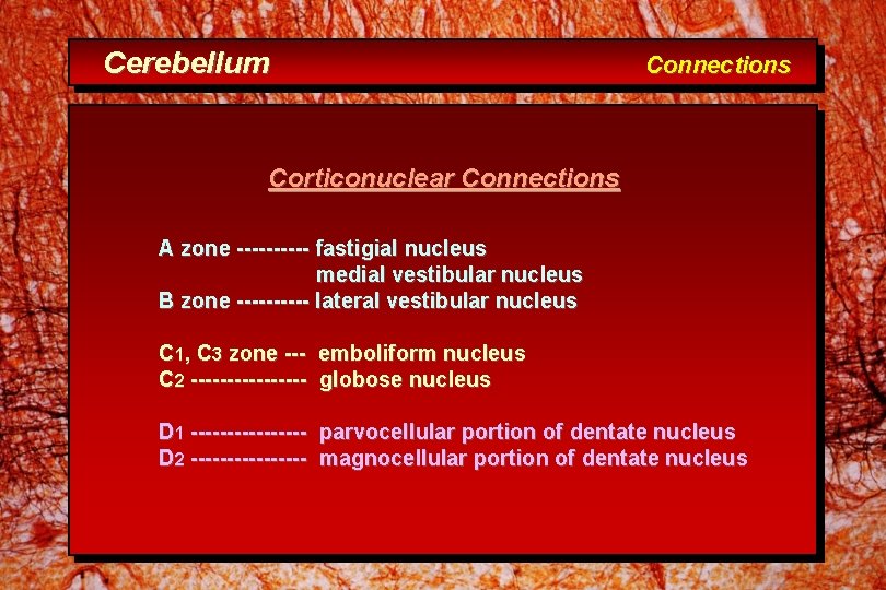 Cerebellum Connections Corticonuclear Connections A zone ----- fastigial nucleus medial vestibular nucleus B zone